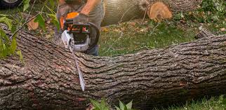 Best Tree Disease Treatment  in South Zanesville, OH