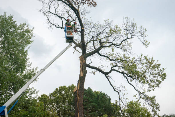 Best Arborist Consultation Services  in South Zanesville, OH