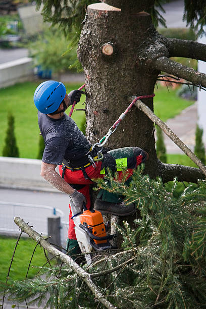 Professional Tree Care  in South Zanesville, OH