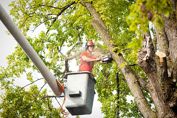 Best Tree Removal  in South Zanesville, OH